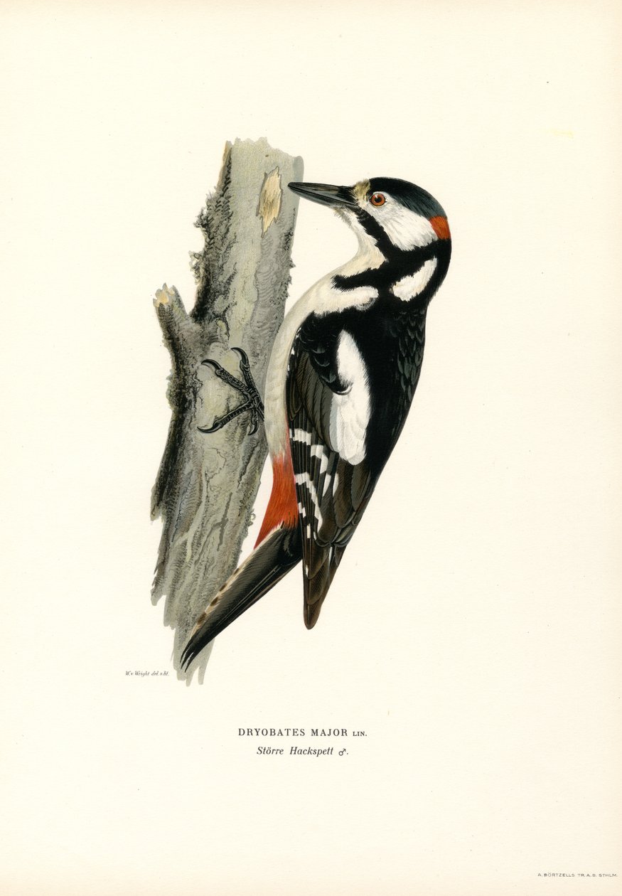 Stor hackspett (färg litho) av Magnus Ferdinand and Wilhelm von Wright