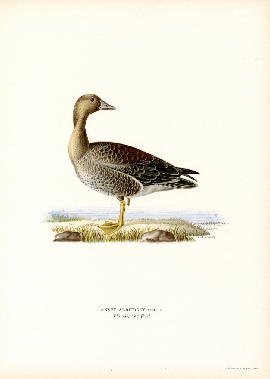 Vitbläsgås (färg litho) av Magnus Ferdinand and Wilhelm von Wright