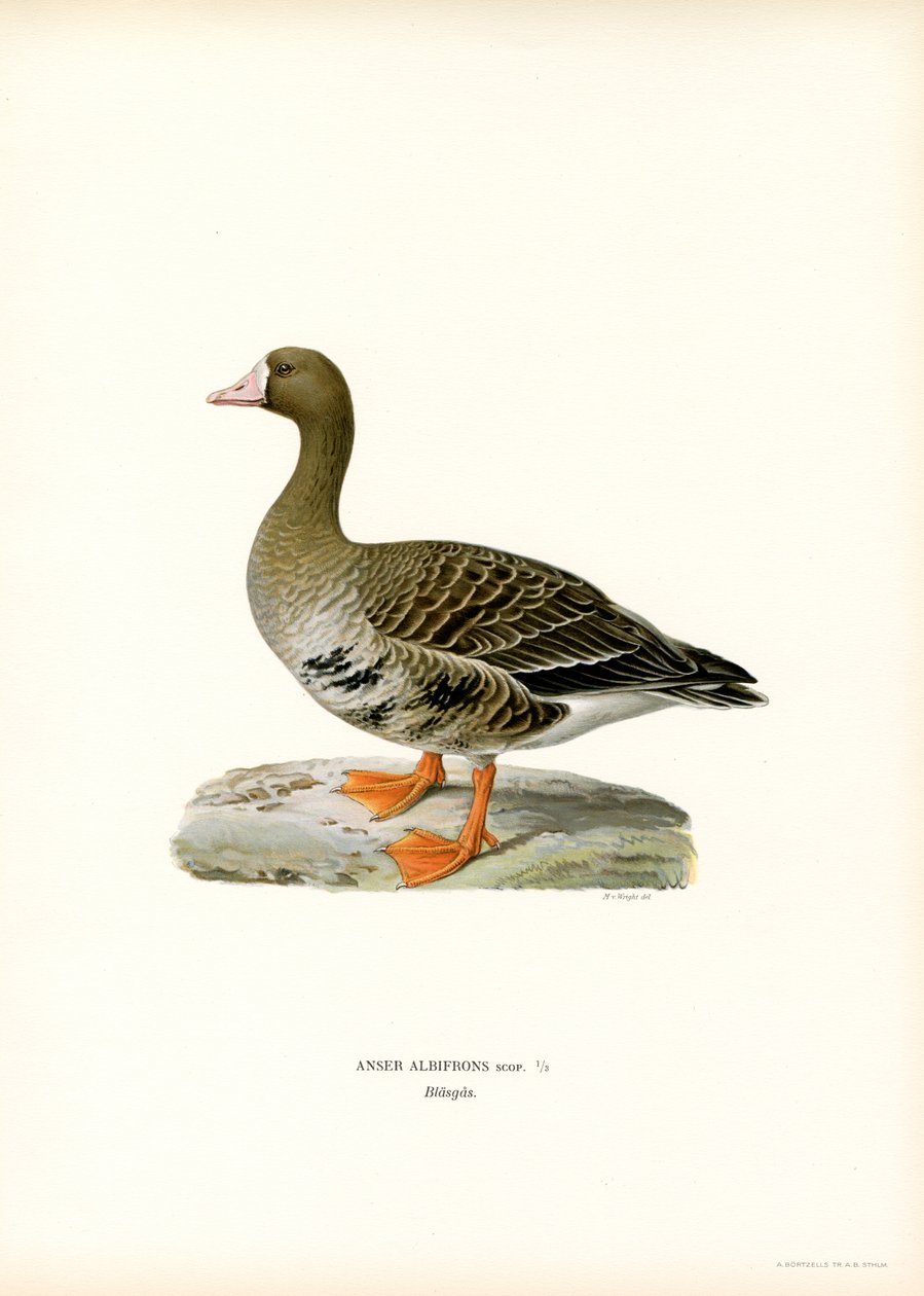Vitbläsgås (färg litho) av Magnus Ferdinand and Wilhelm von Wright