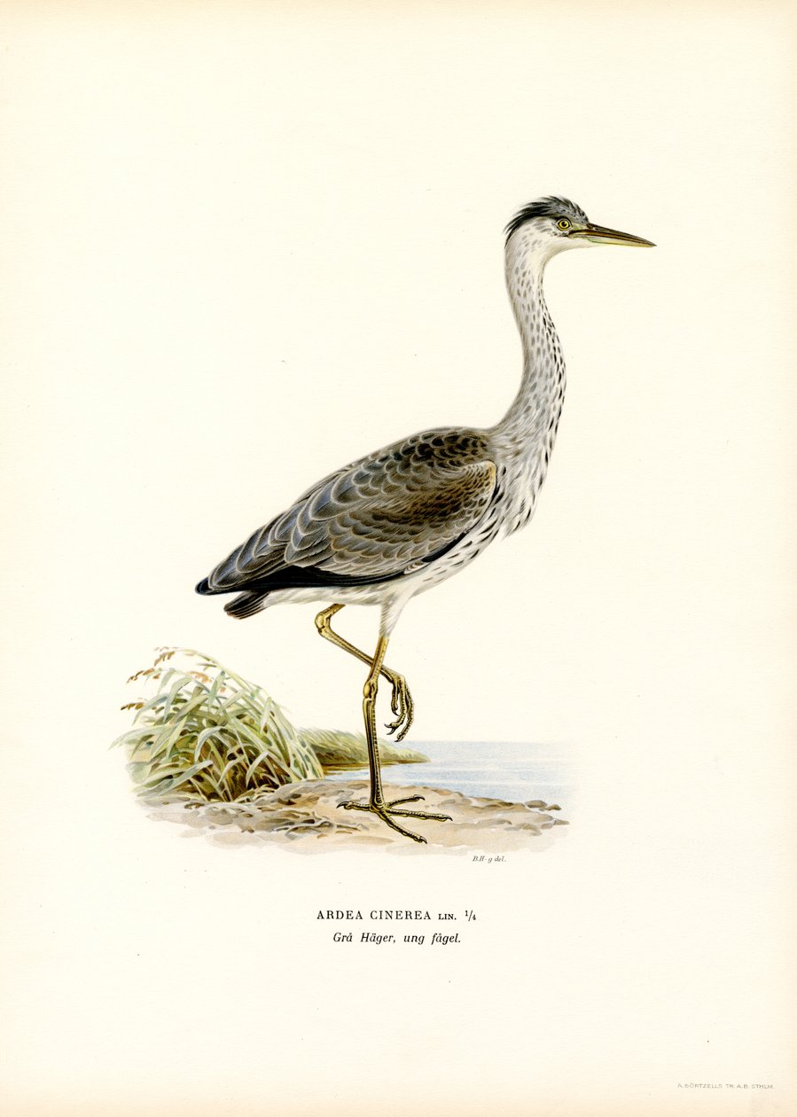 Grey Heron (färg litho) av Magnus Ferdinand and Wilhelm von Wright