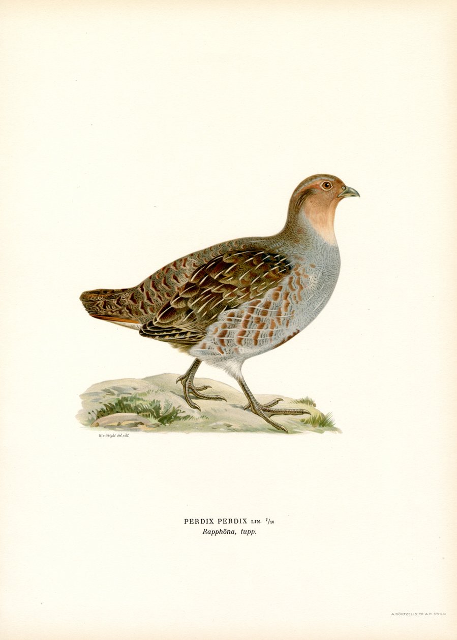 Grå rapphöna (litho i färg) av Magnus Ferdinand and Wilhelm von Wright
