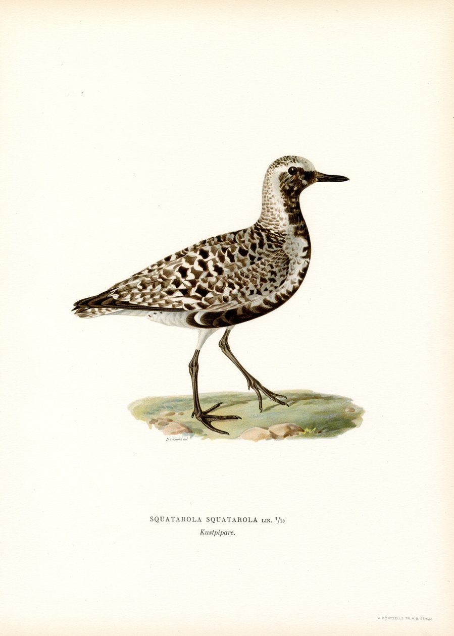 Plover (färg litho) av Magnus Ferdinand and Wilhelm von Wright