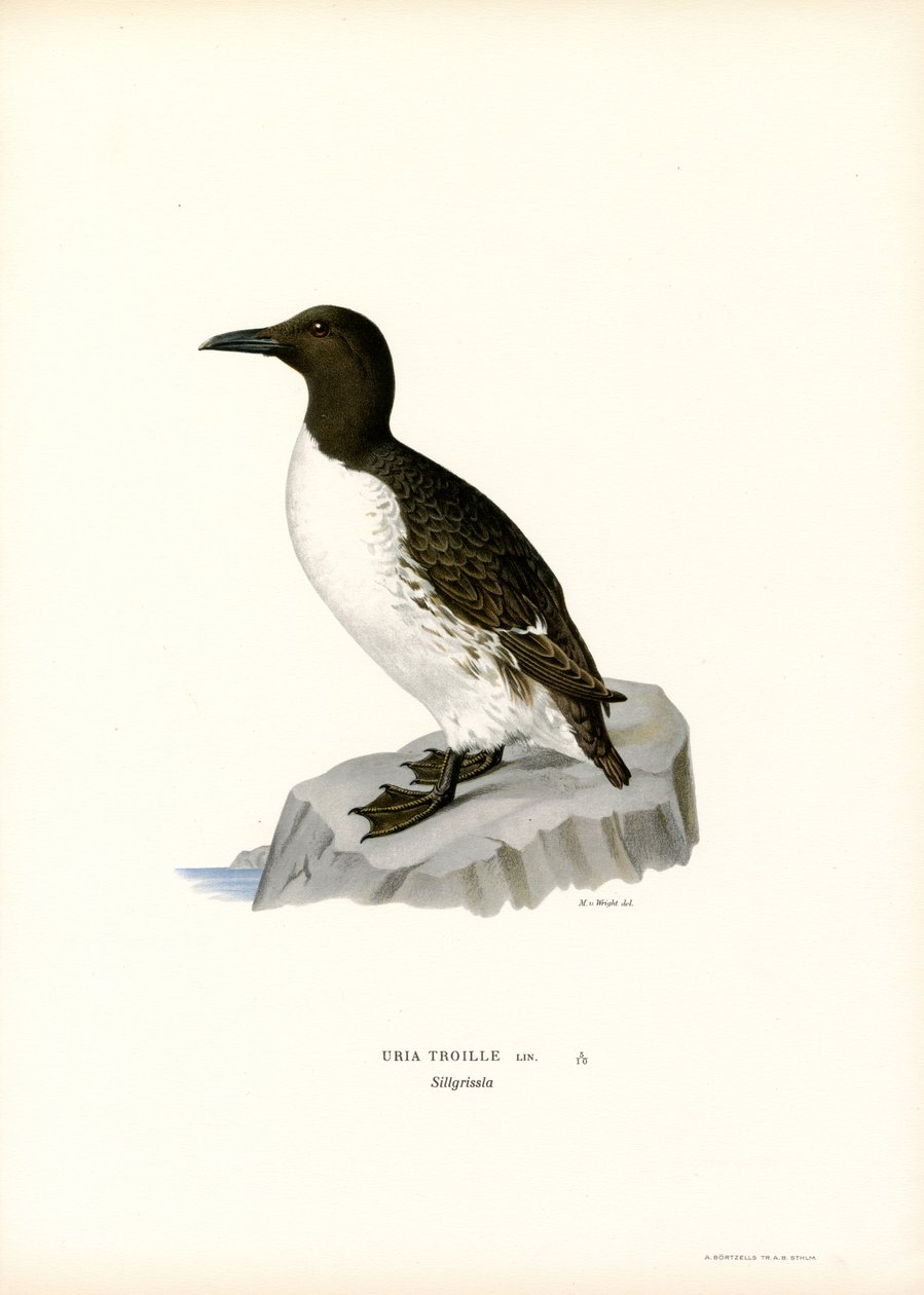 Sillgrissla (färg litho) av Magnus Ferdinand and Wilhelm von Wright
