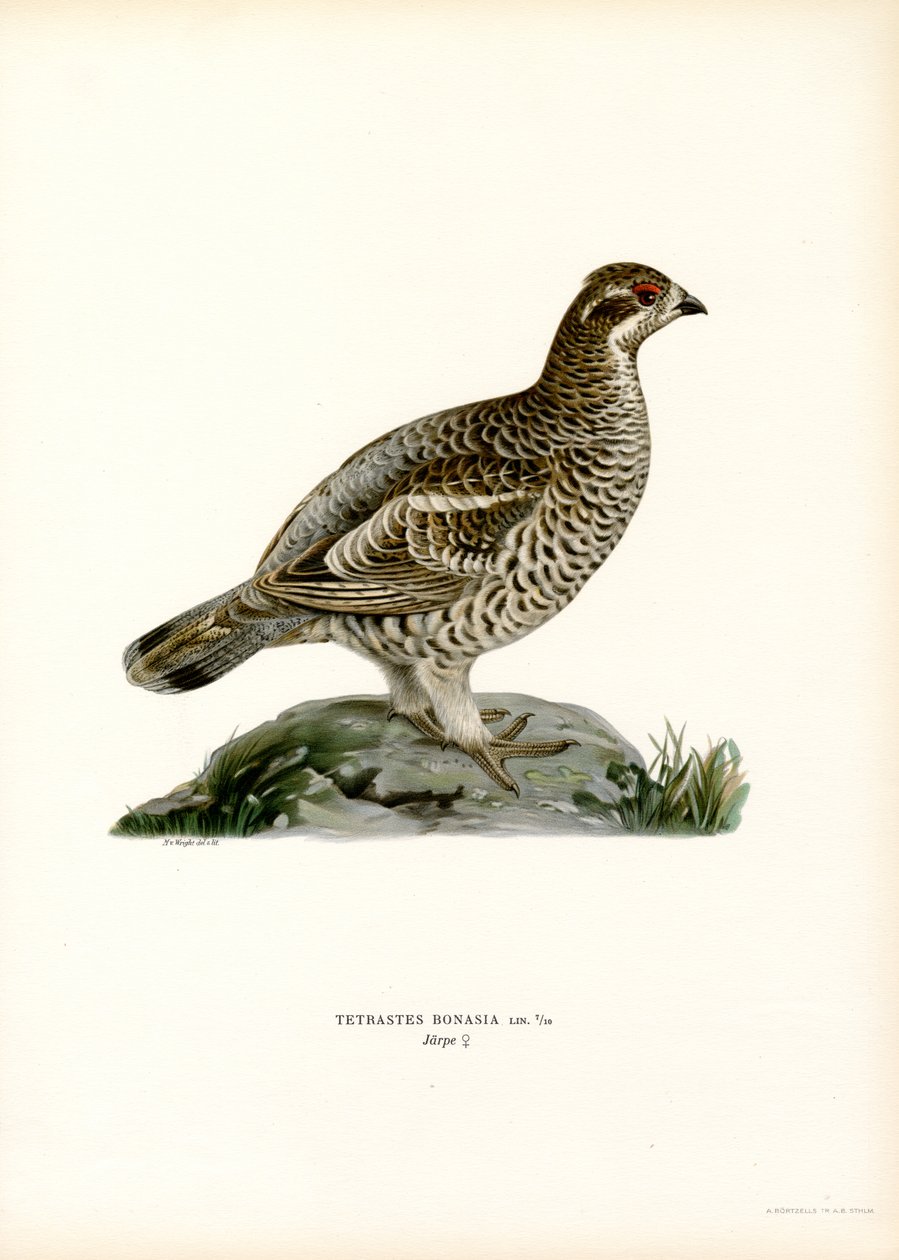 Hassel Grouse (färg litho) av Magnus Ferdinand and Wilhelm von Wright