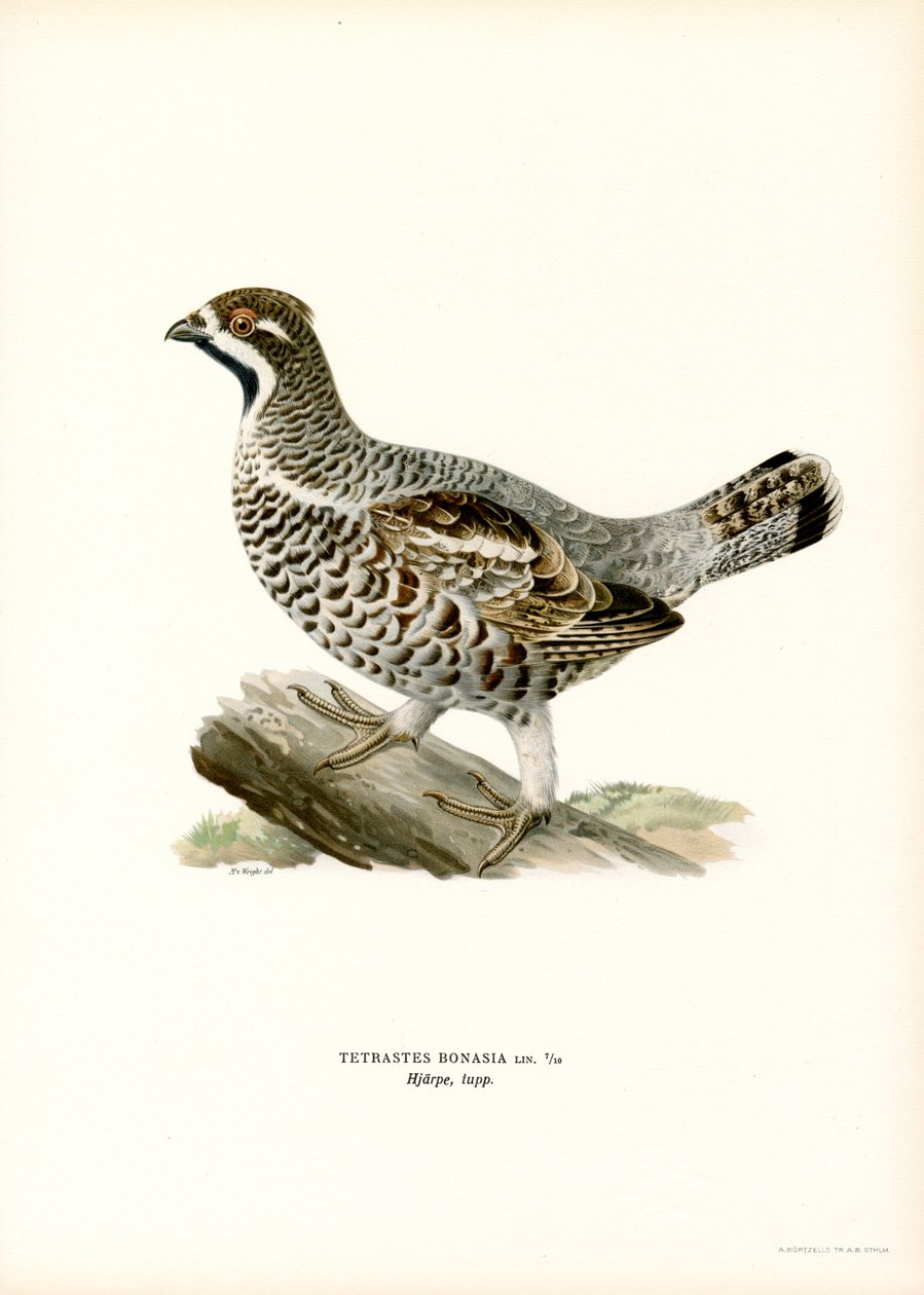Hassel Grouse (färg litho) av Magnus Ferdinand and Wilhelm von Wright