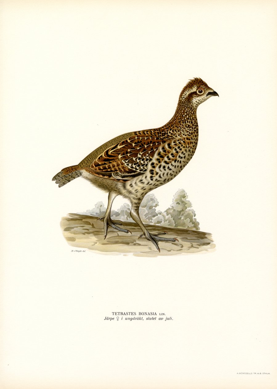 Hassel Grouse (färg litho) av Magnus Ferdinand and Wilhelm von Wright