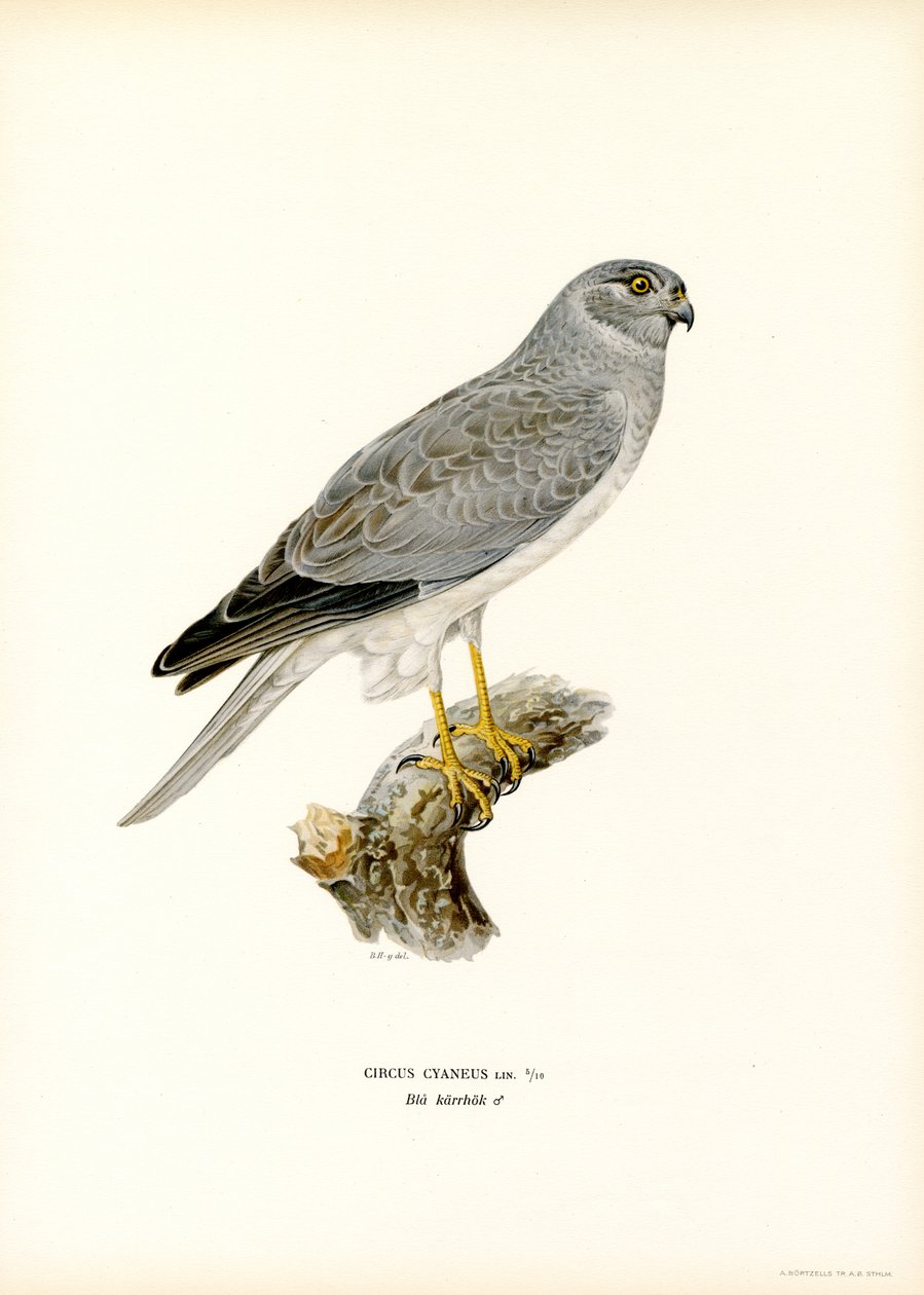 Hen Harrier (färg litho) av Magnus Ferdinand and Wilhelm von Wright