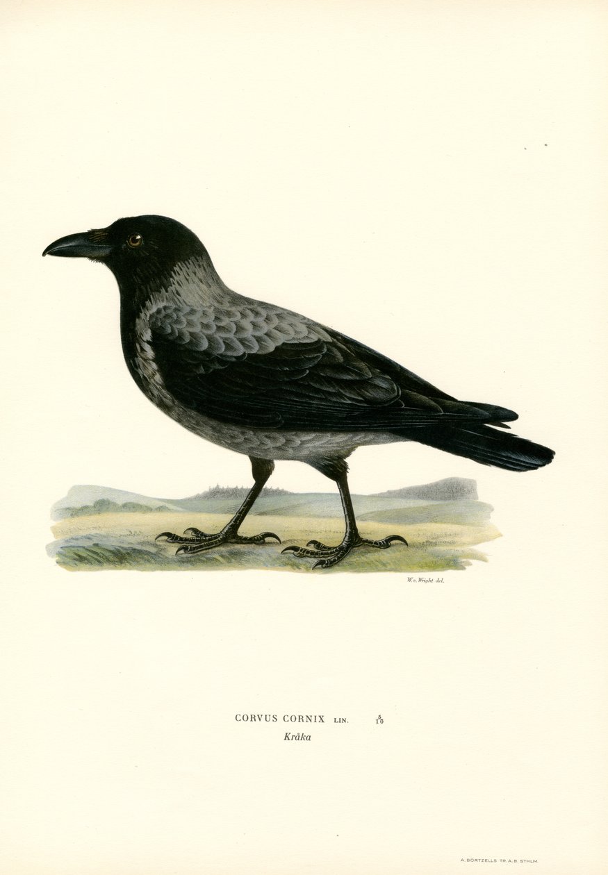 Huvkråka (färg litho) av Magnus Ferdinand and Wilhelm von Wright