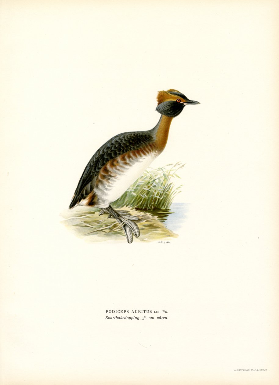 Horned dopping (färg litho) av Magnus Ferdinand and Wilhelm von Wright