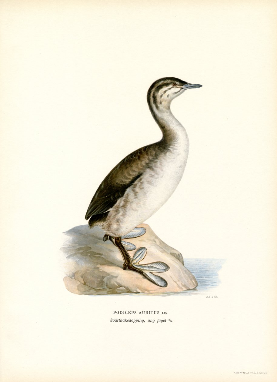 Horned dopping (färg litho) av Magnus Ferdinand and Wilhelm von Wright