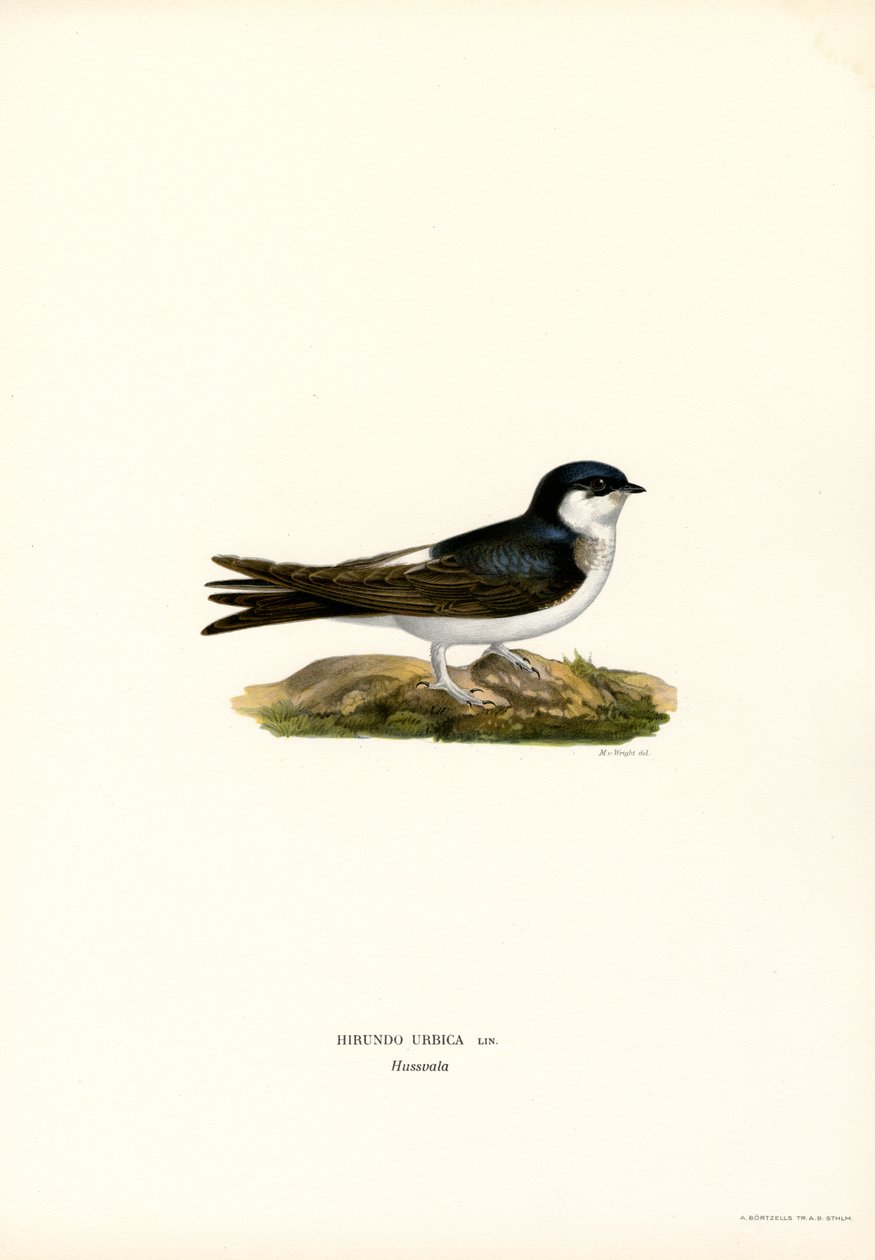 House Martin (färg litho) av Magnus Ferdinand and Wilhelm von Wright