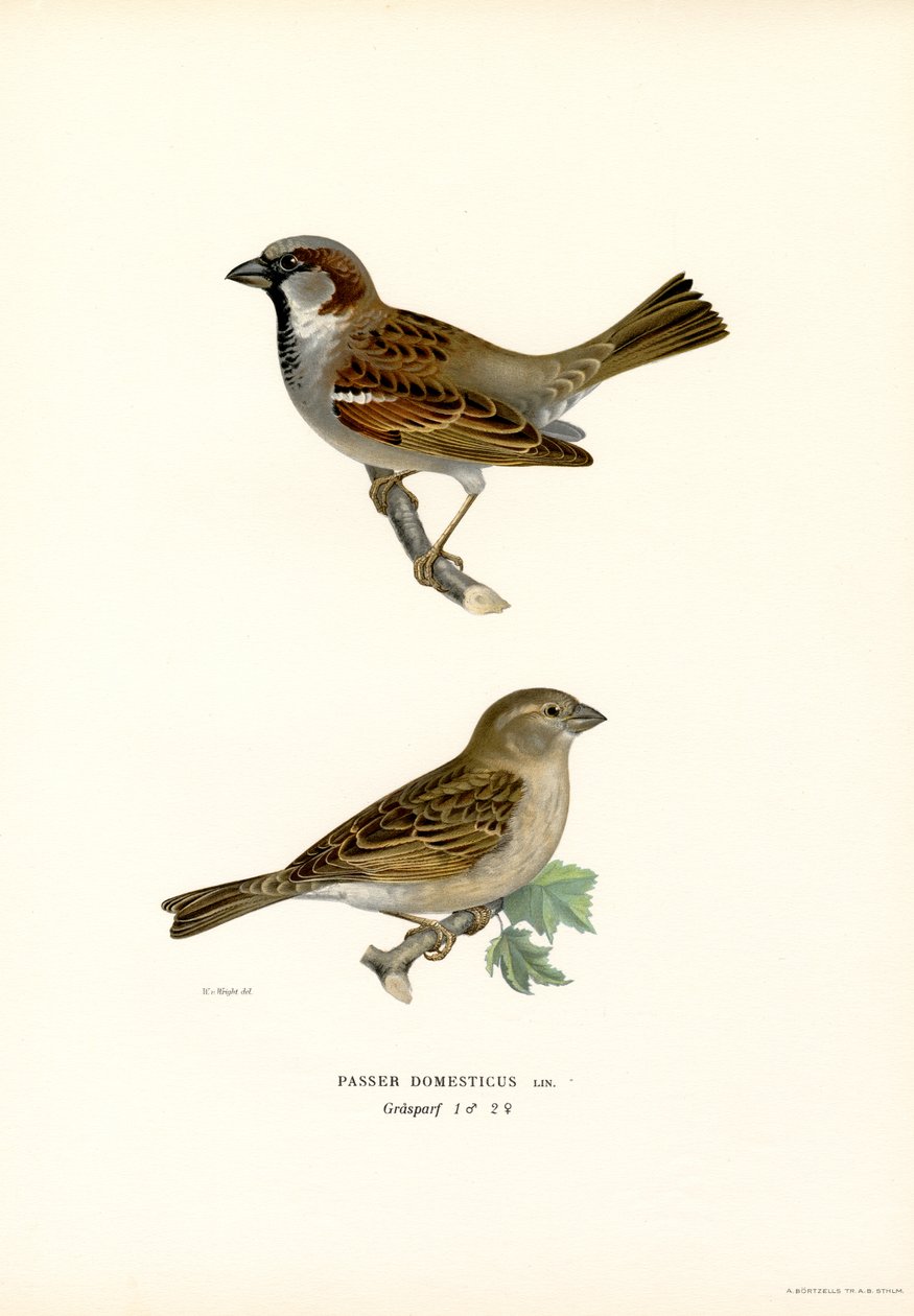 Hussparv (färg litho) av Magnus Ferdinand and Wilhelm von Wright