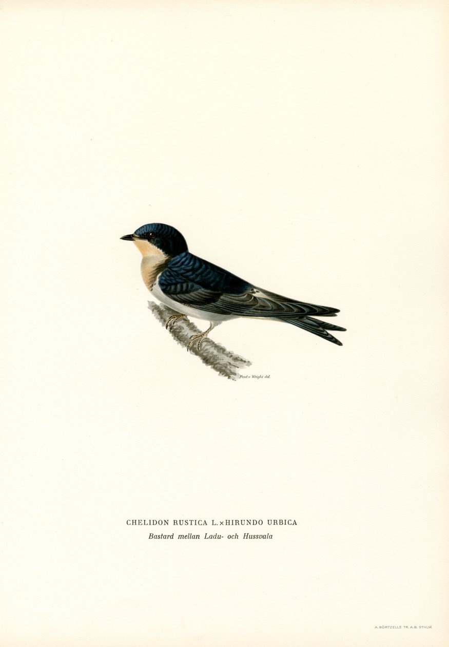 Hussvala (färg litho) av Magnus Ferdinand and Wilhelm von Wright