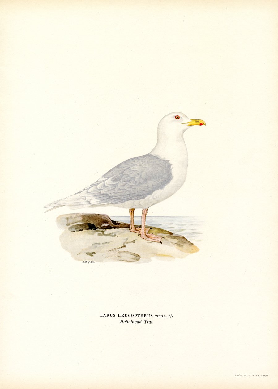 Islandsmås (färg litho) av Magnus Ferdinand and Wilhelm von Wright