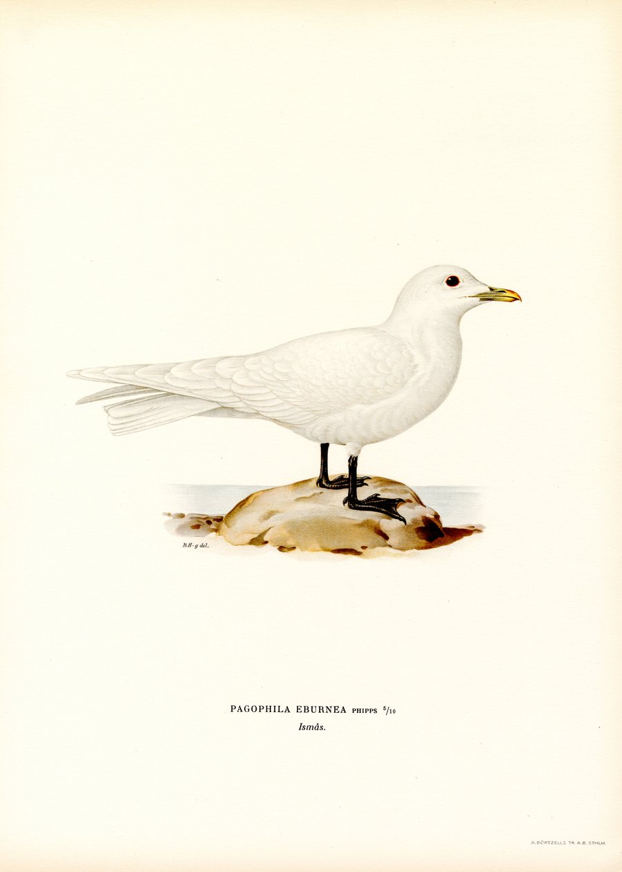 Ivory Gull (färg litho) av Magnus Ferdinand and Wilhelm von Wright
