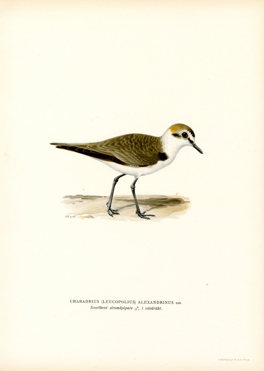 Kentish Plover (färg litho) av Magnus Ferdinand and Wilhelm von Wright