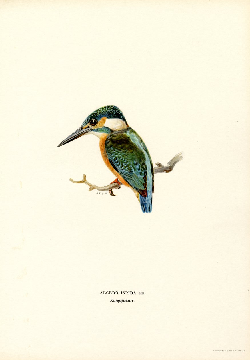 Kingfisher (färg litho) av Magnus Ferdinand and Wilhelm von Wright