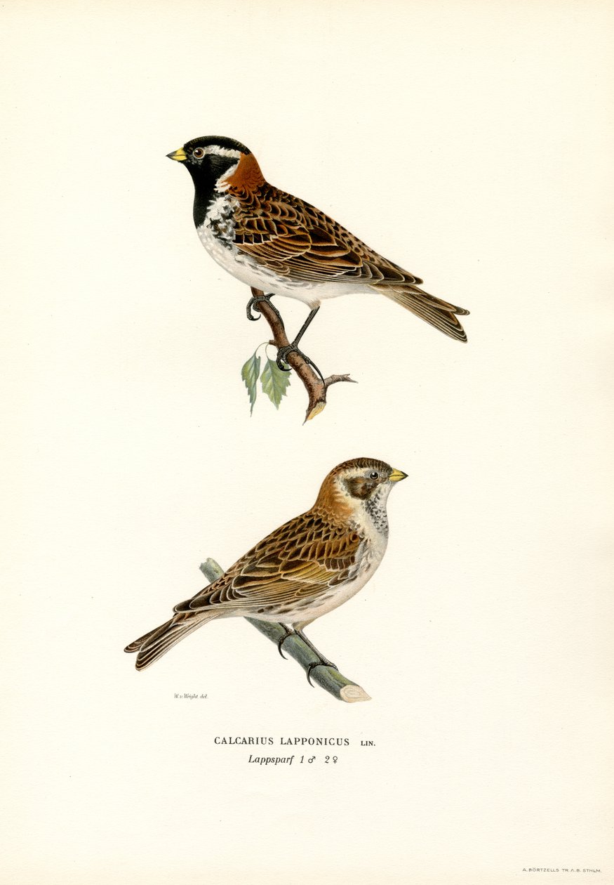 Lapplandsspurv (färg litho) av Magnus Ferdinand and Wilhelm von Wright