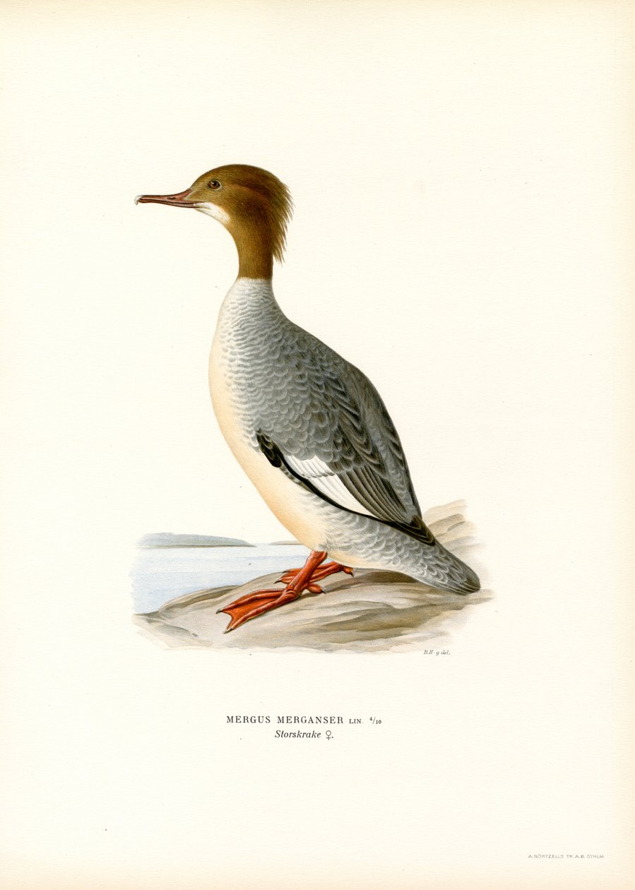 Stor Merganser (färg litho) av Magnus Ferdinand and Wilhelm von Wright
