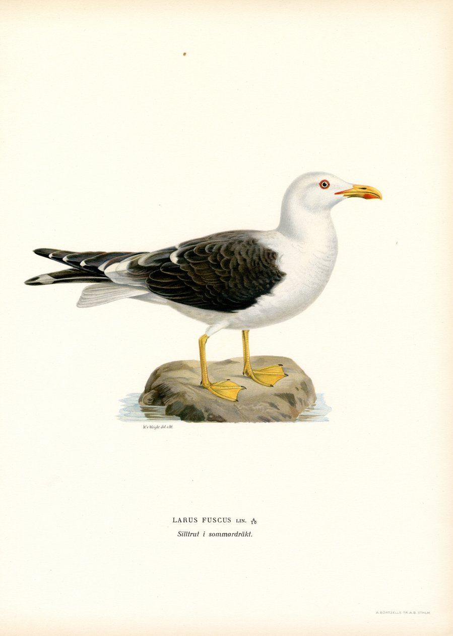 Mindre mås (litho i färg) av Magnus Ferdinand and Wilhelm von Wright