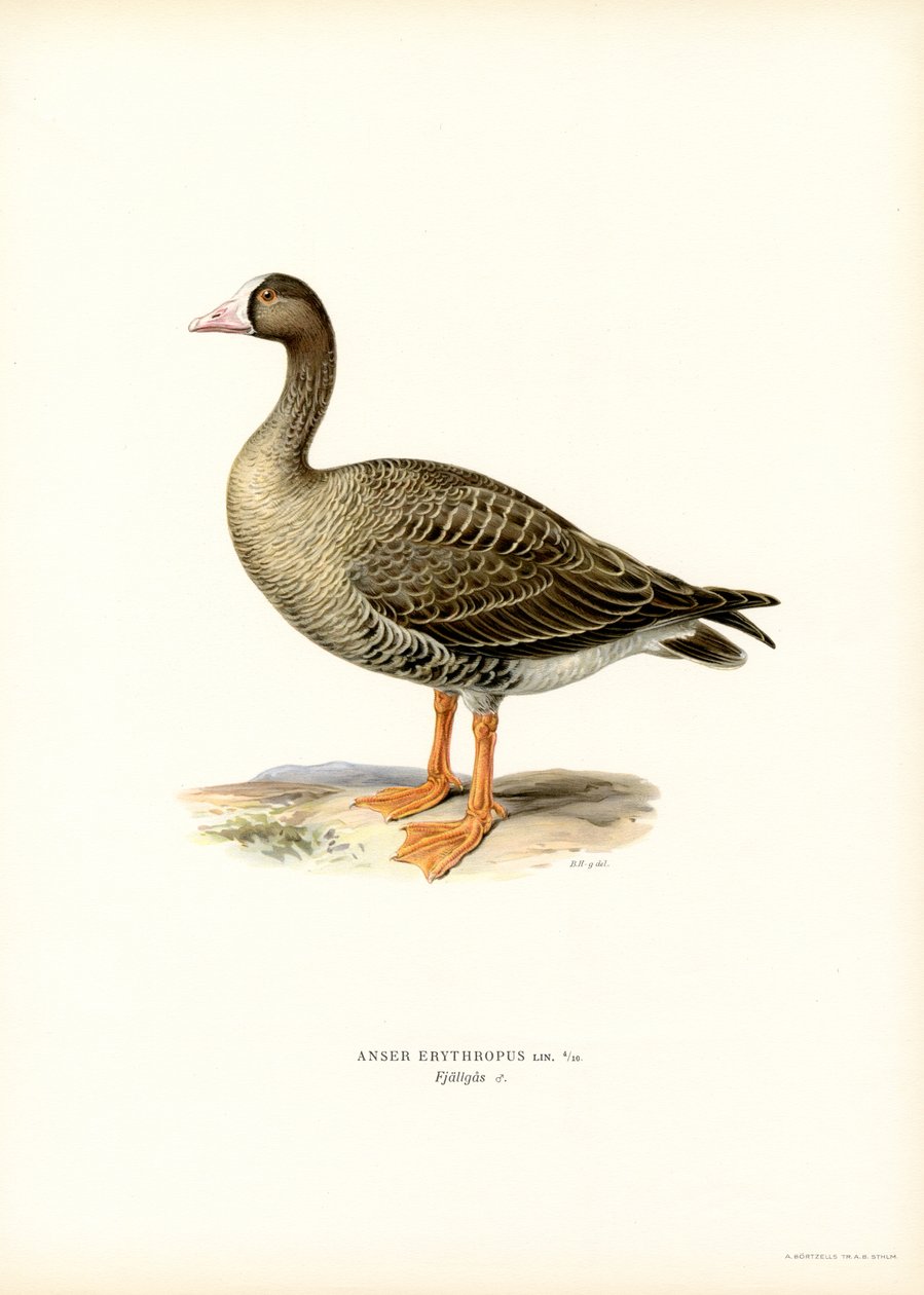 Dvärggås (litho i färg) av Magnus Ferdinand and Wilhelm von Wright