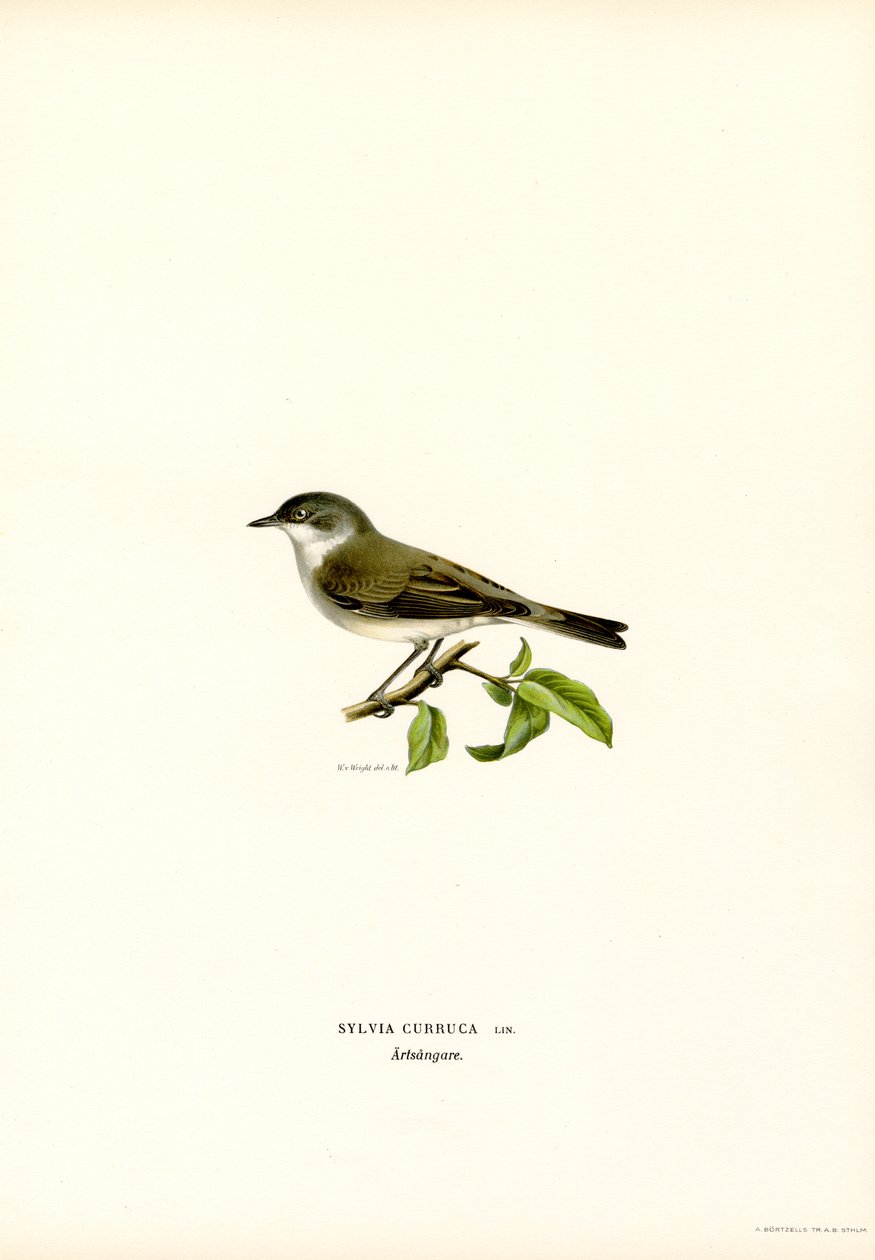 Lesser Whitethroat (färg litho) av Magnus Ferdinand and Wilhelm von Wright