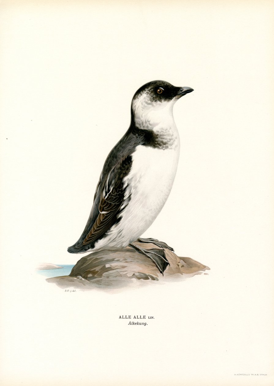 Little Auk (färg litho) av Magnus Ferdinand and Wilhelm von Wright