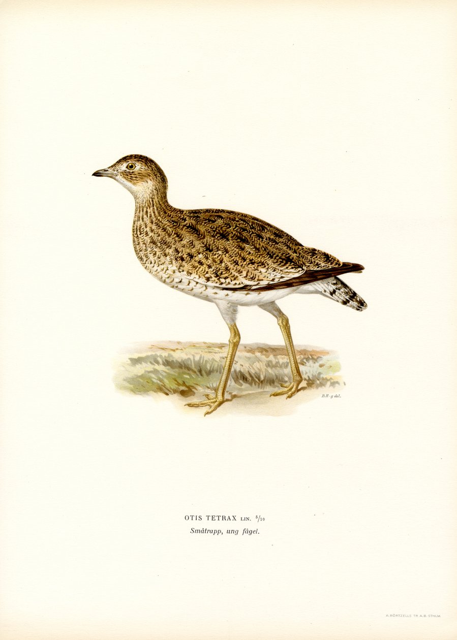 Little Bustard (litho i färg) av Magnus Ferdinand and Wilhelm von Wright