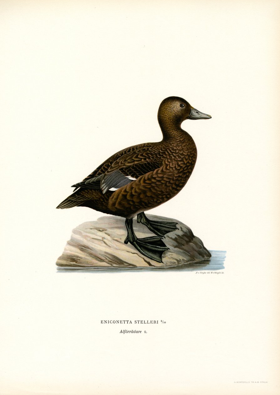 Lilla ejdern (färg litho) av Magnus Ferdinand and Wilhelm von Wright