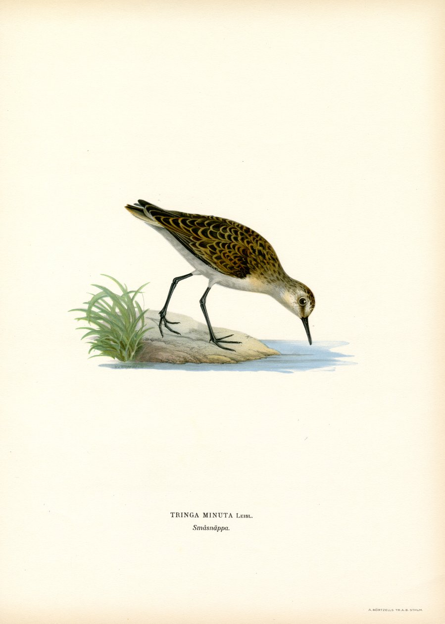 Little Stint (färg litho) av Magnus Ferdinand and Wilhelm von Wright
