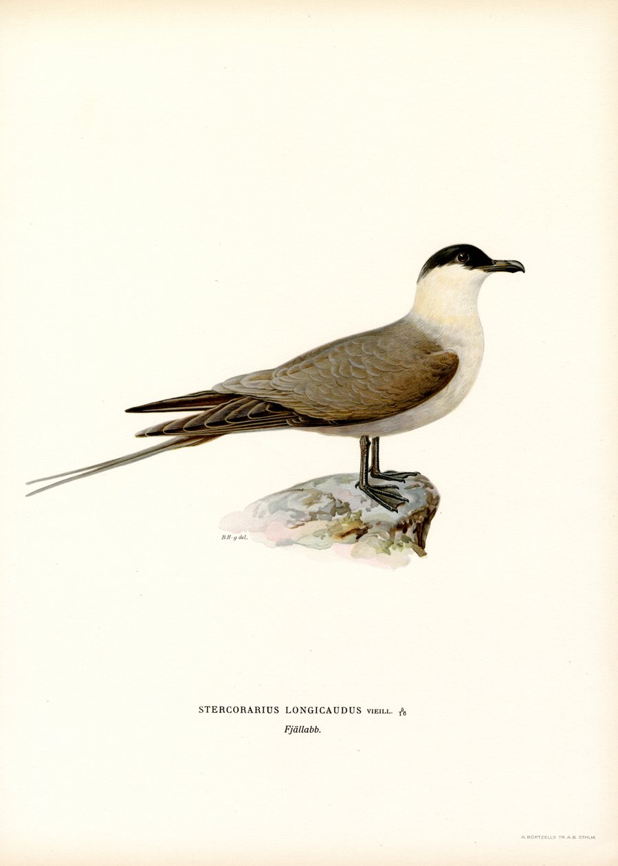 Långstjärtad Jaeger (färg litho) av Magnus Ferdinand and Wilhelm von Wright