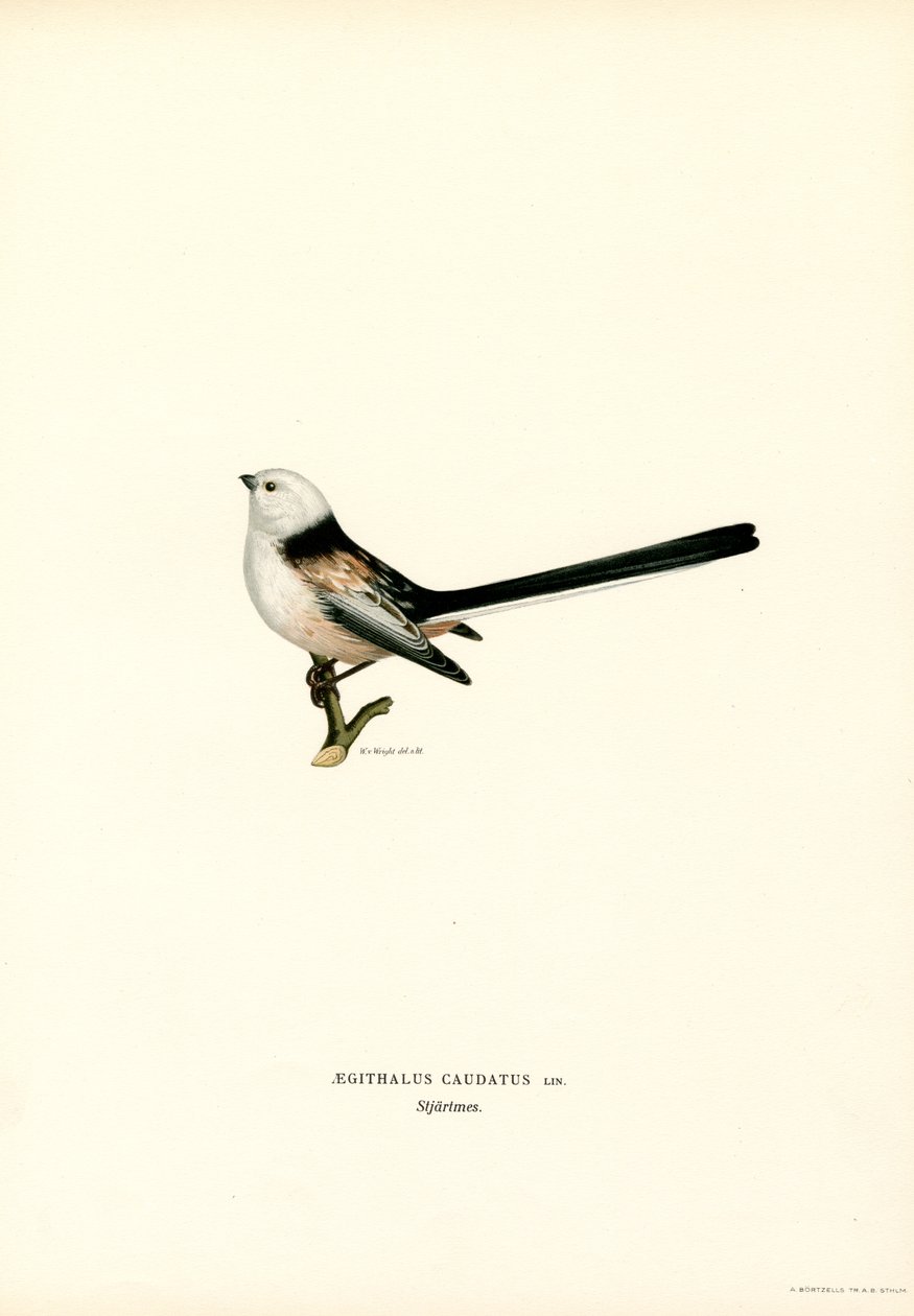 Långsvansmes (färg litho) av Magnus Ferdinand and Wilhelm von Wright