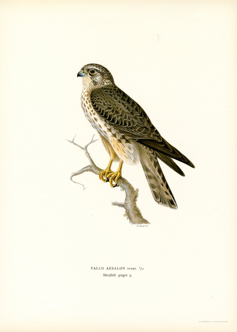 Merlin (färg litho) av Magnus Ferdinand and Wilhelm von Wright