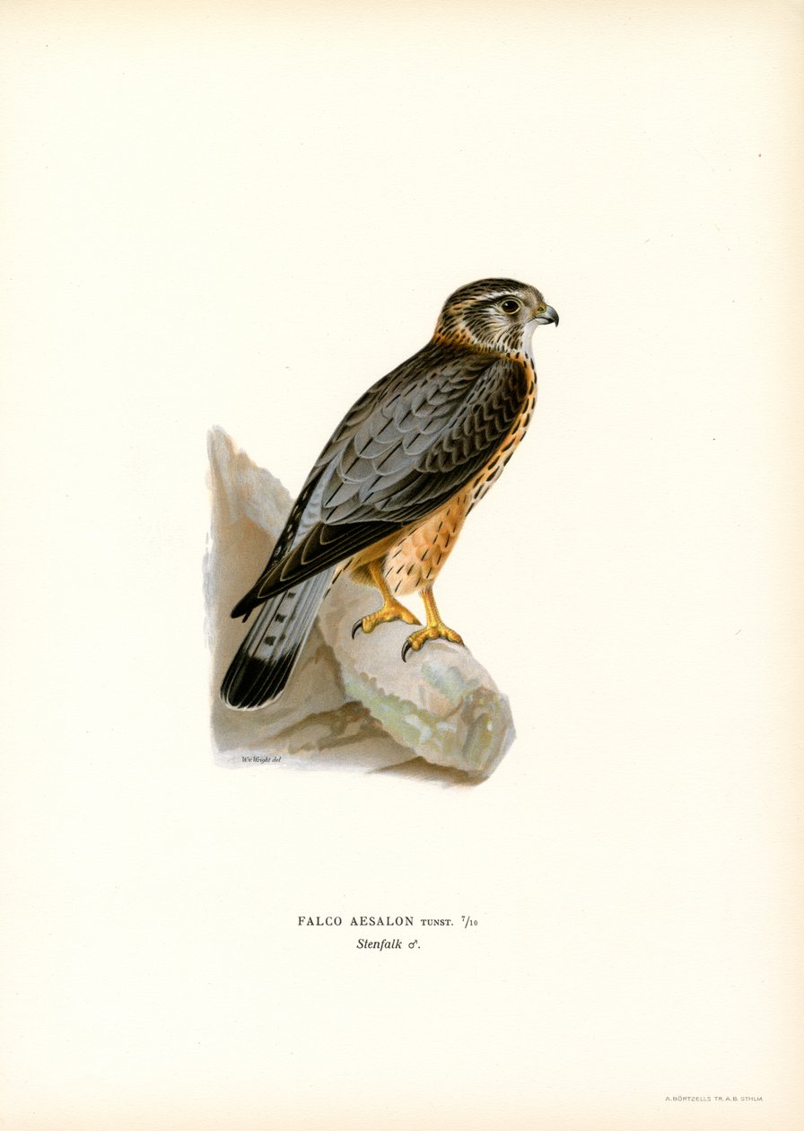 Merlin (färg litho) av Magnus Ferdinand and Wilhelm von Wright