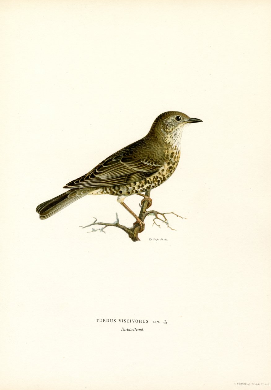 Misteltrast (färg litho) av Magnus Ferdinand and Wilhelm von Wright