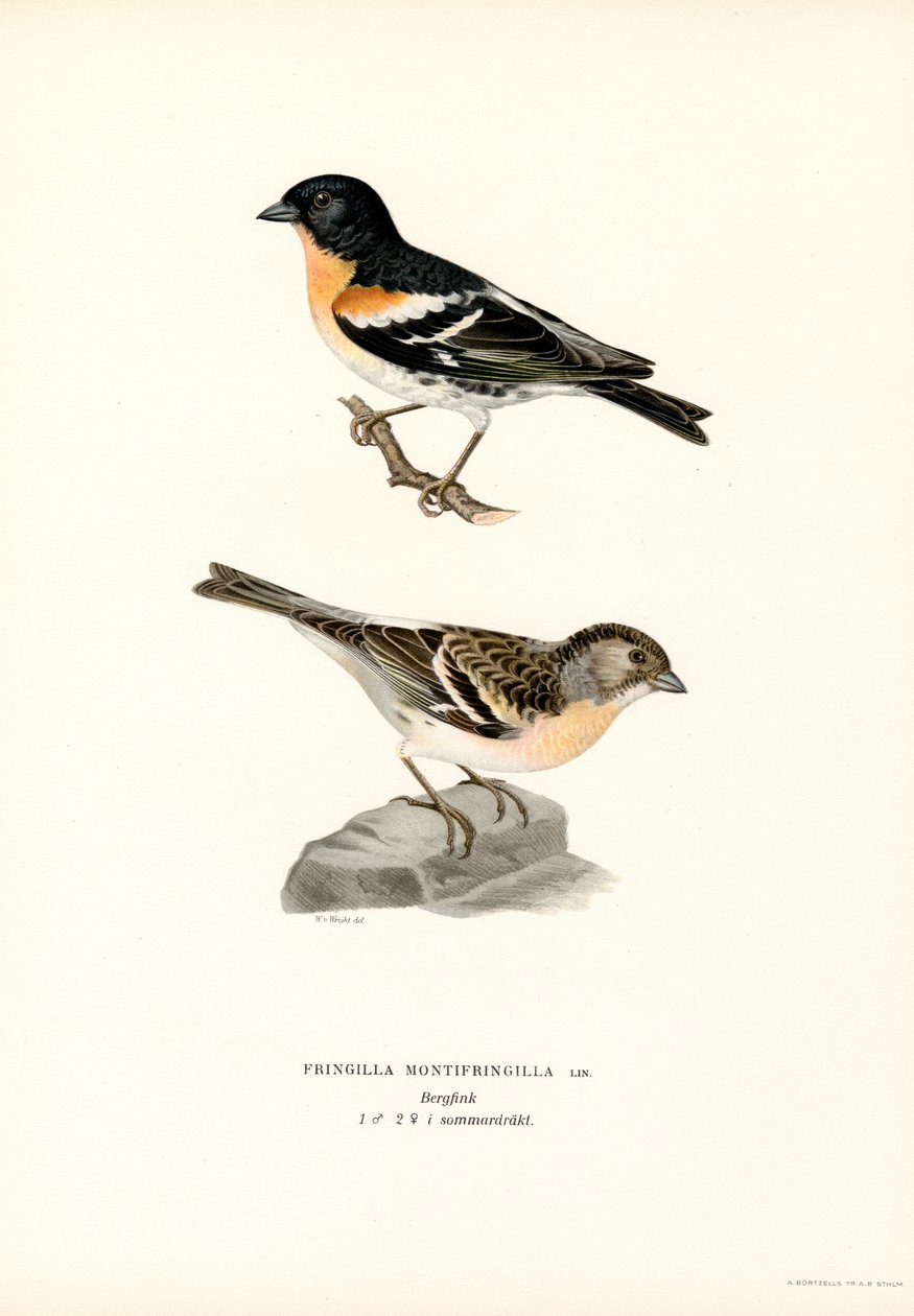 Bergfink (färg litho) av Magnus Ferdinand and Wilhelm von Wright