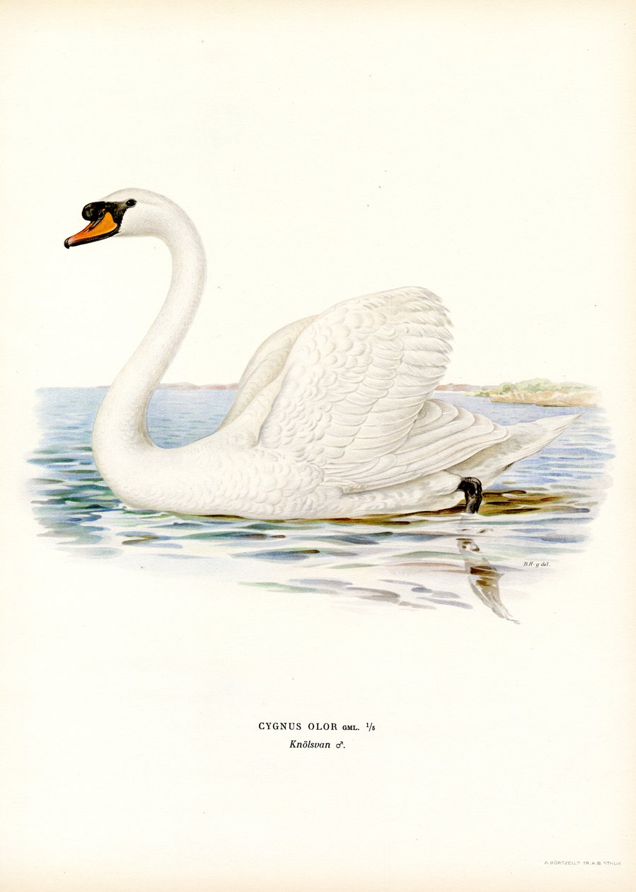 Mute Swan (färg litho) av Magnus Ferdinand and Wilhelm von Wright