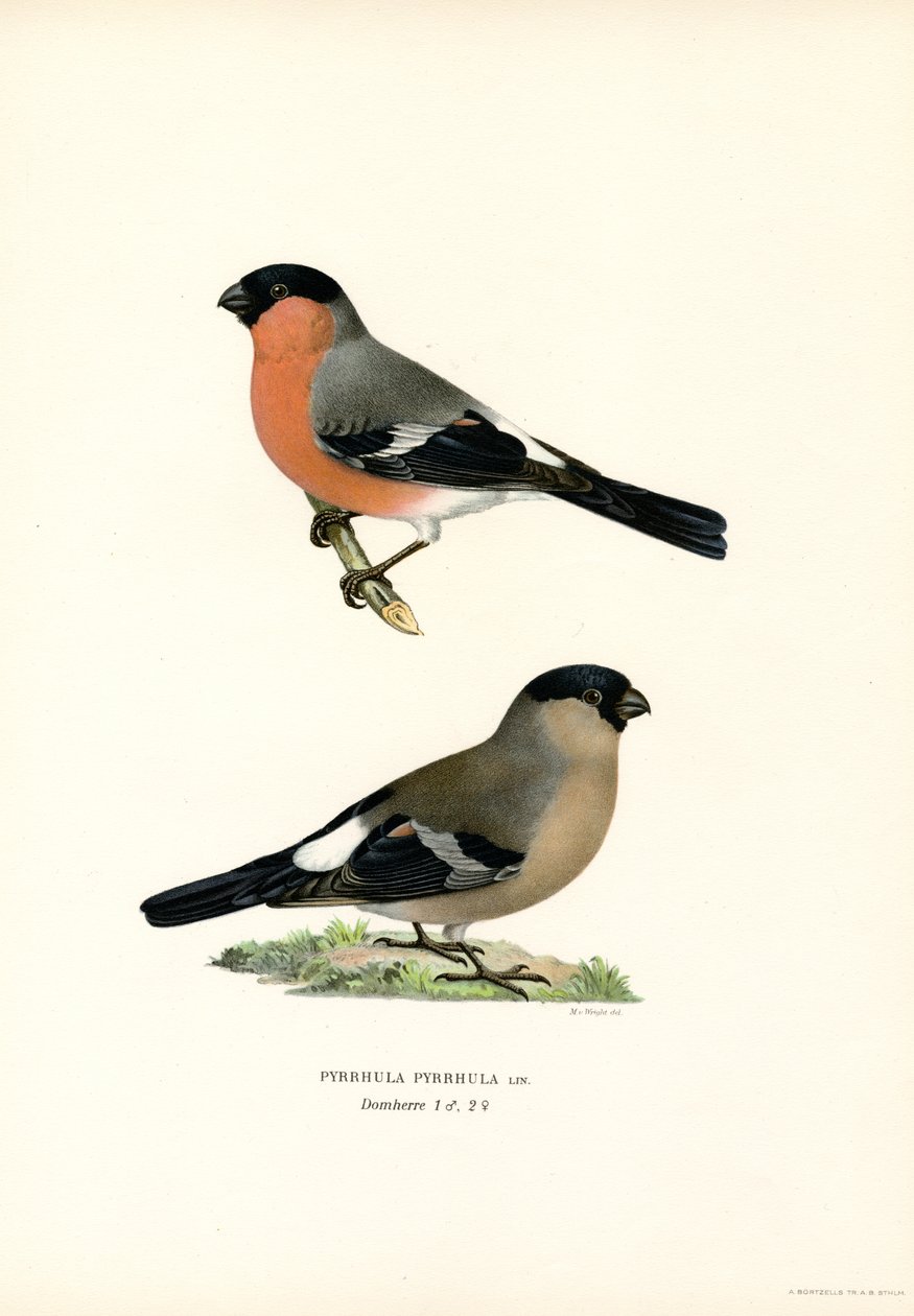 Nordeurasisk domherre (färg litho) av Magnus Ferdinand and Wilhelm von Wright