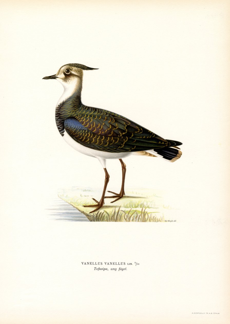 Nordvipa (färg litho) av Magnus Ferdinand and Wilhelm von Wright