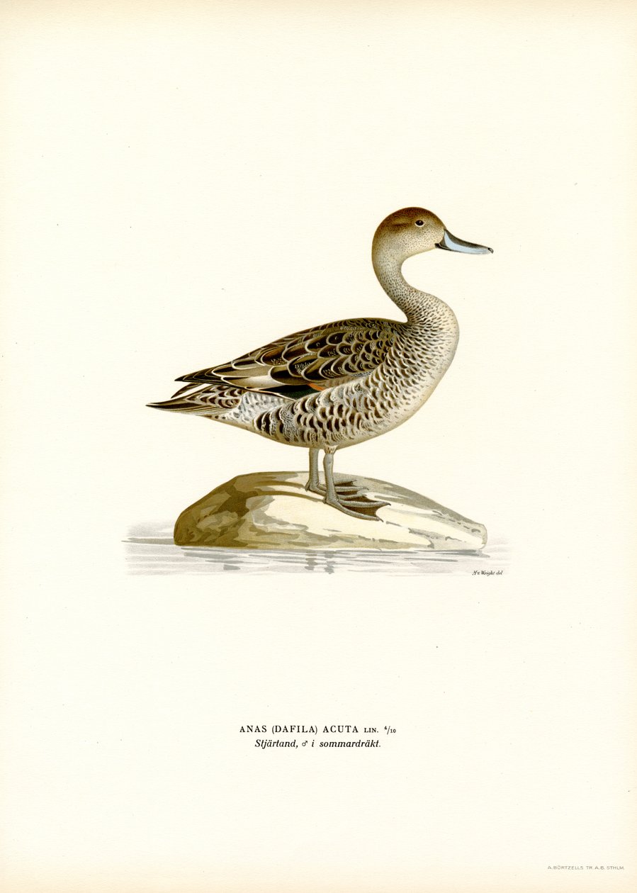 Northern Pintail (färg litho) av Magnus Ferdinand and Wilhelm von Wright