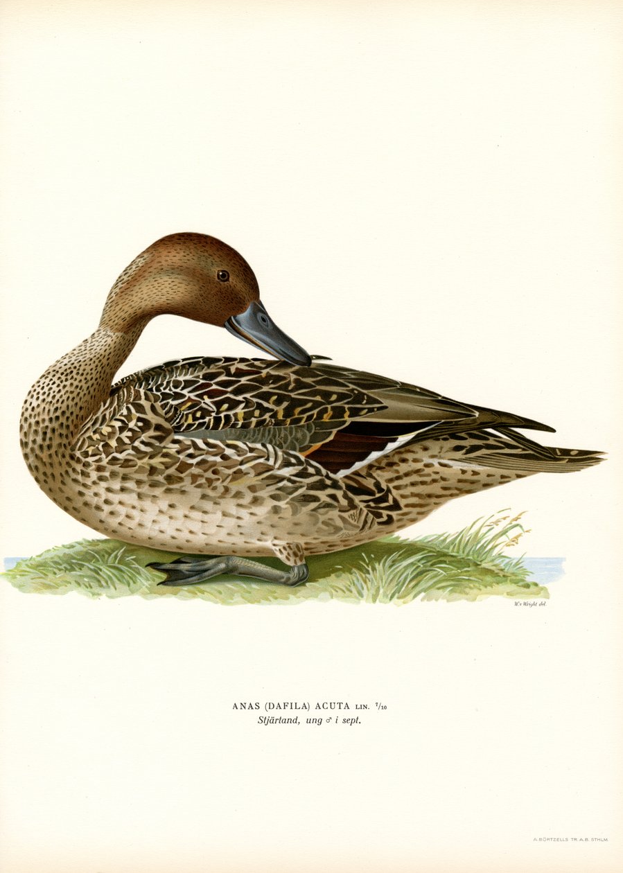 Northern Pintail (färg litho) av Magnus Ferdinand and Wilhelm von Wright