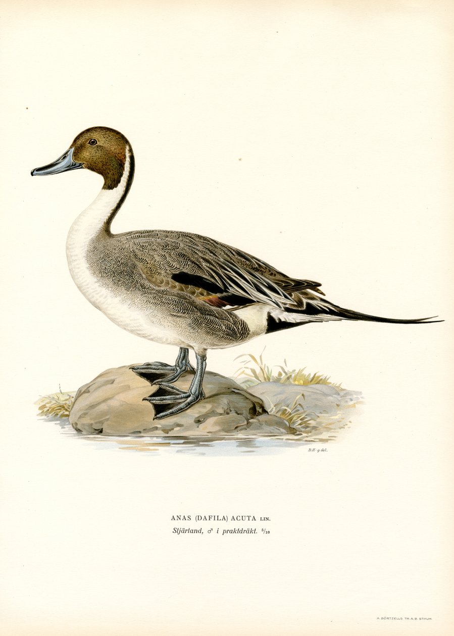 Northern Pintail (färg litho) av Magnus Ferdinand and Wilhelm von Wright
