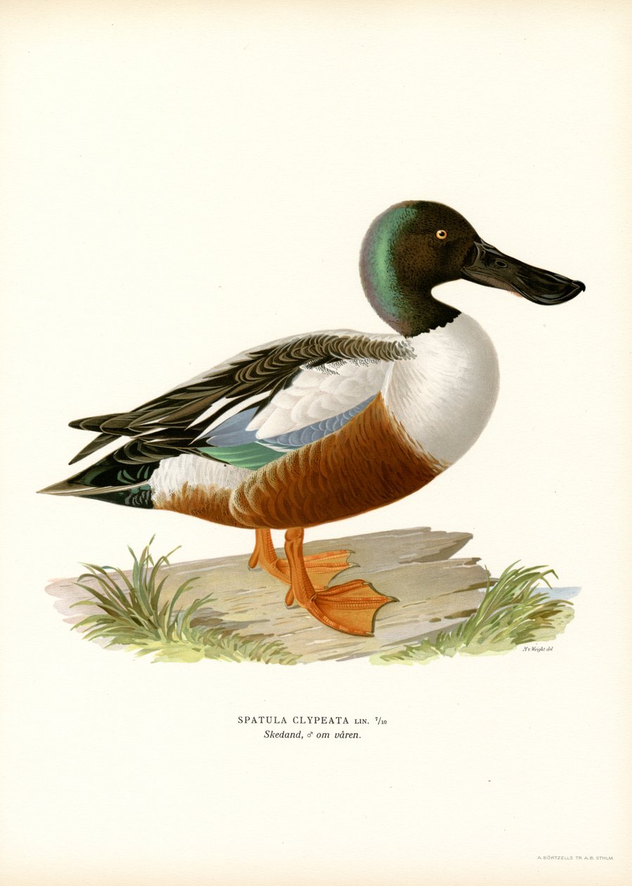Northern Shoveler (färg litho) av Magnus Ferdinand and Wilhelm von Wright