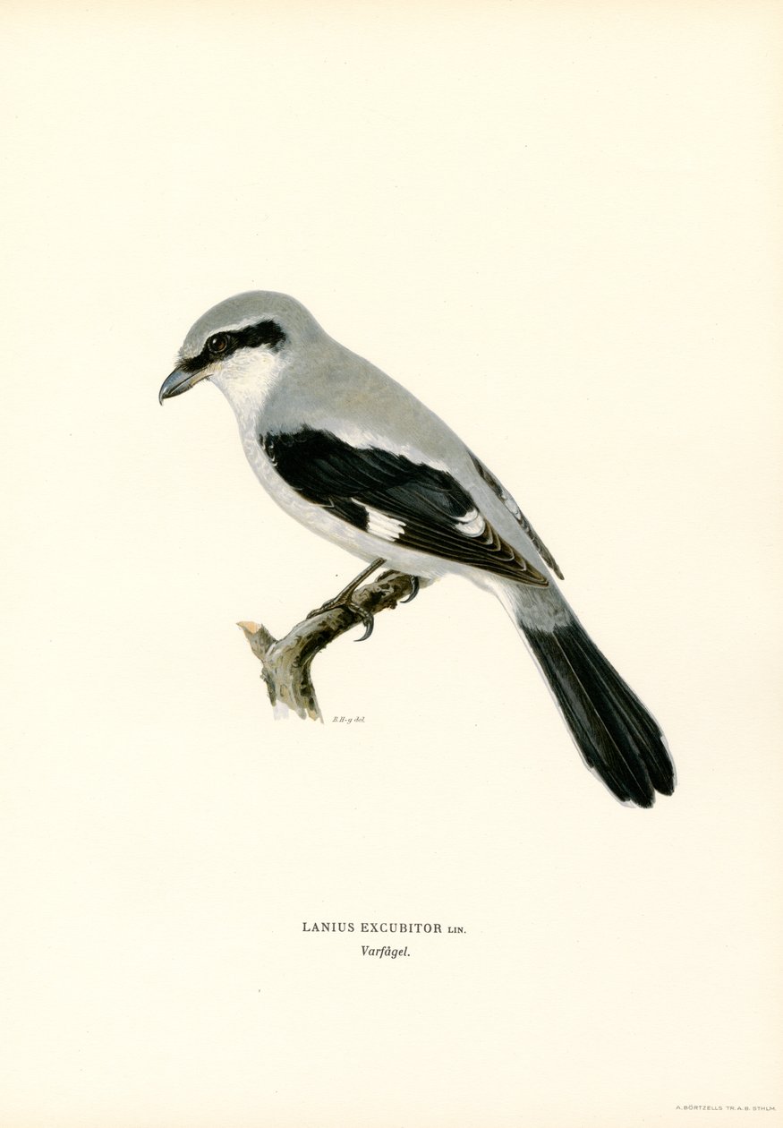 Northern Shrike (färg litho) av Magnus Ferdinand and Wilhelm von Wright