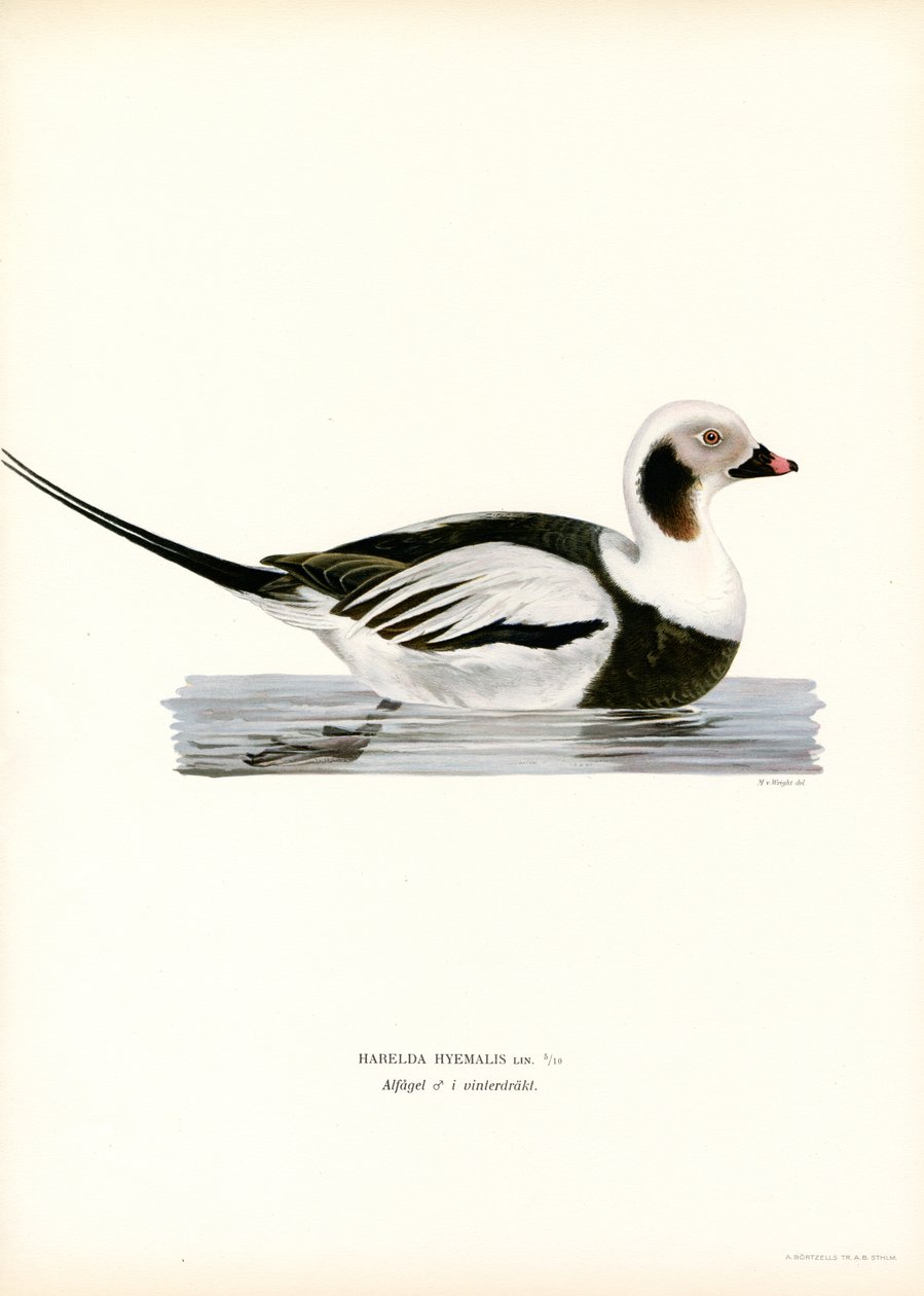 Oldsquaw Duck (färg litho) av Magnus Ferdinand and Wilhelm von Wright