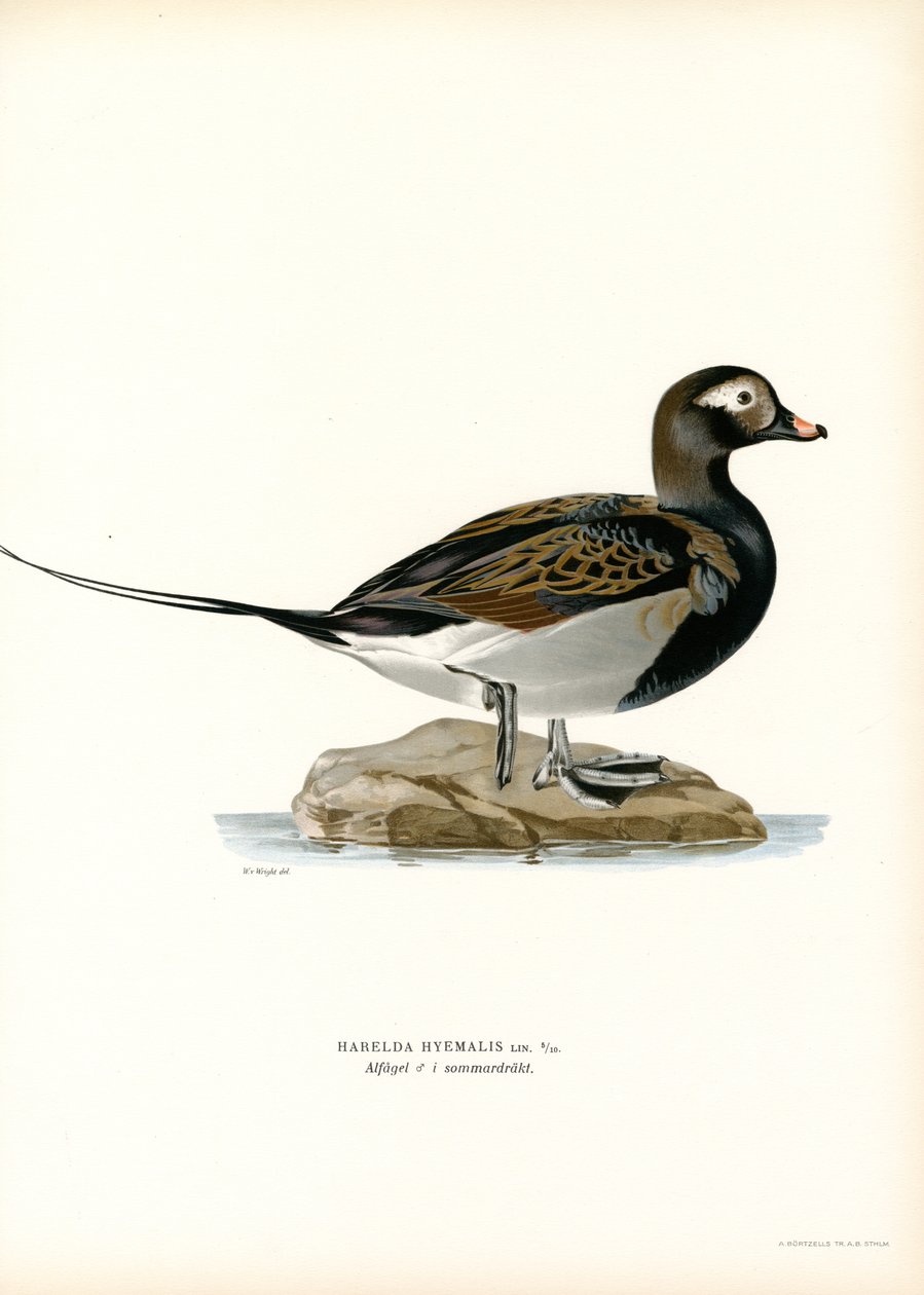 Oldsquaw Duck (färg litho) av Magnus Ferdinand and Wilhelm von Wright