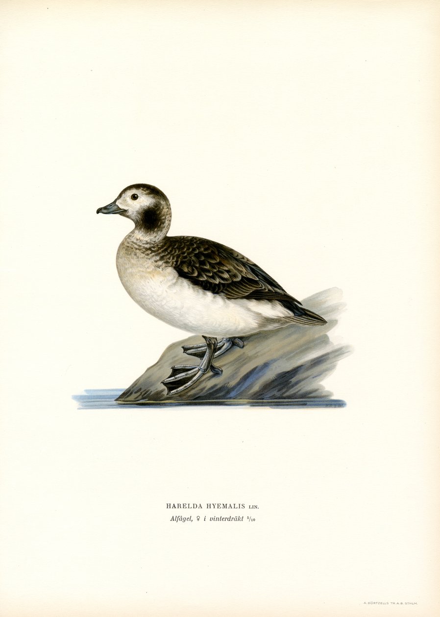 Oldsquaw Duck (färg litho) av Magnus Ferdinand and Wilhelm von Wright