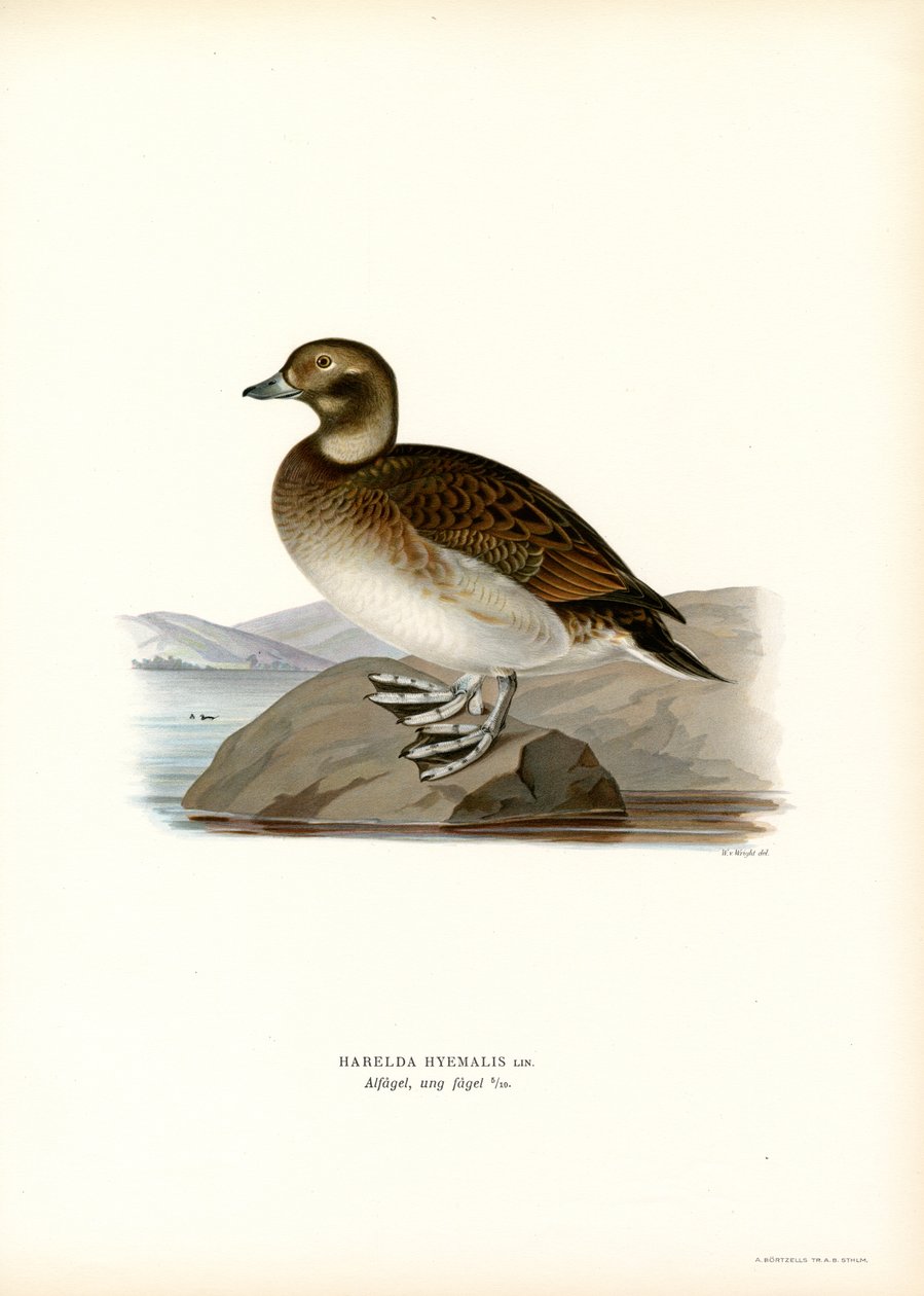 Oldsquaw Duck (färg litho) av Magnus Ferdinand and Wilhelm von Wright