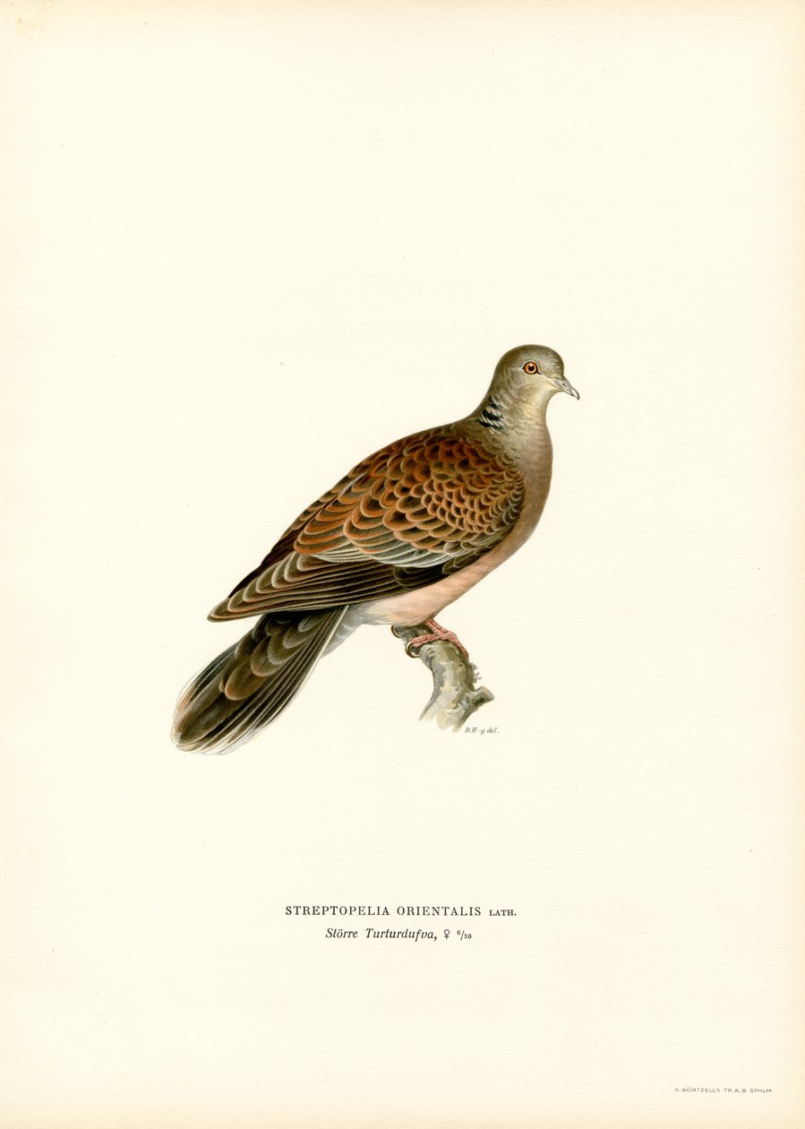 Orientalisk turtelduva (färg litho) av Magnus Ferdinand and Wilhelm von Wright
