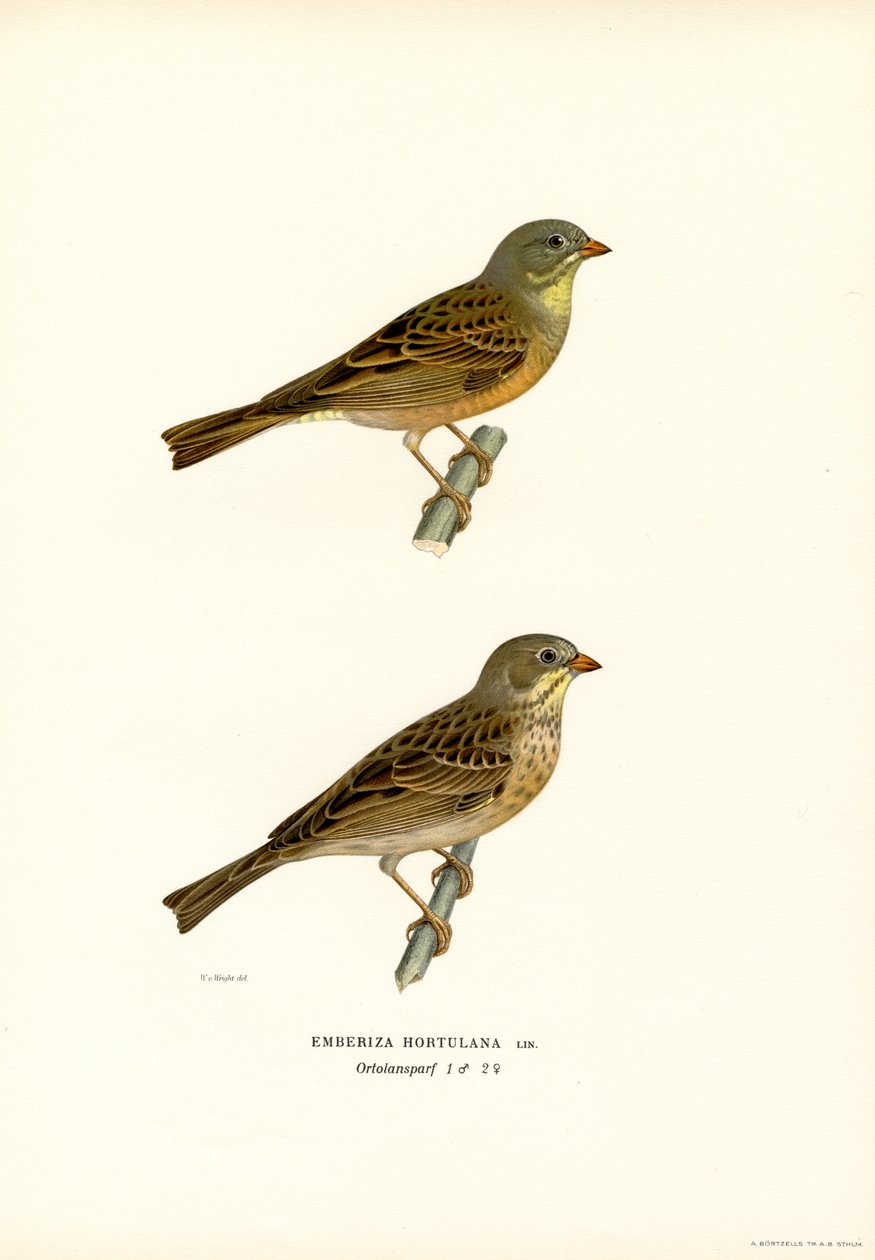 Ortolansparv (färg litho) av Magnus Ferdinand and Wilhelm von Wright